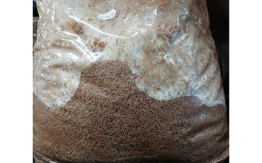 L’incubation des substrats pour la culture de champignons