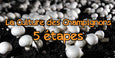 Mushroom Cultivation in 5 Major Steps