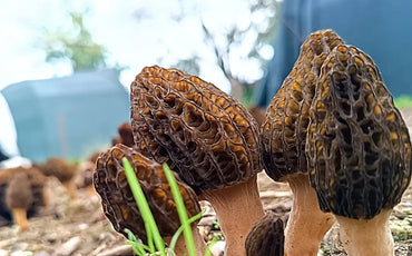 The Morel Mushroom Cultivation - The Complete Guide