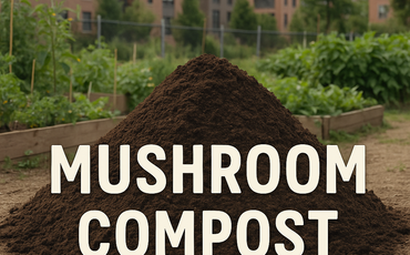 Champost : Donnez une seconde vie à vos substrats de champignons