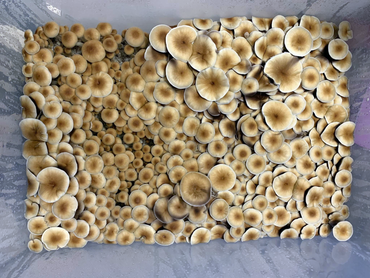 Monotub: all in one for growing mushrooms