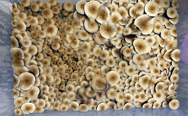 Monotub : le tout en un pour cultiver des champignons