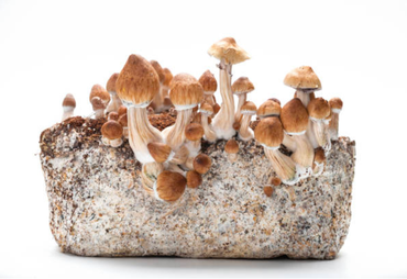 How to make CVG substrate and why?