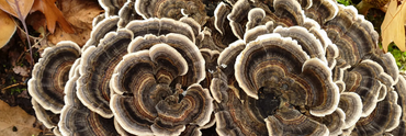 De Turkey Tail: Een Paddestoel met Uitzonderlijke Eigenschappen