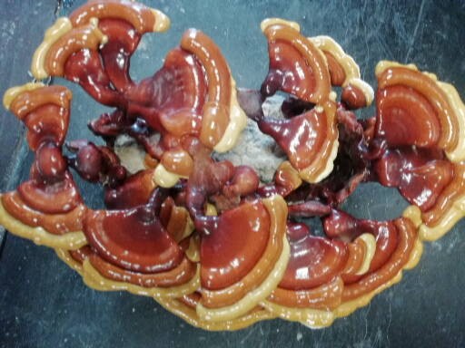 reishi ganoderma lucidum