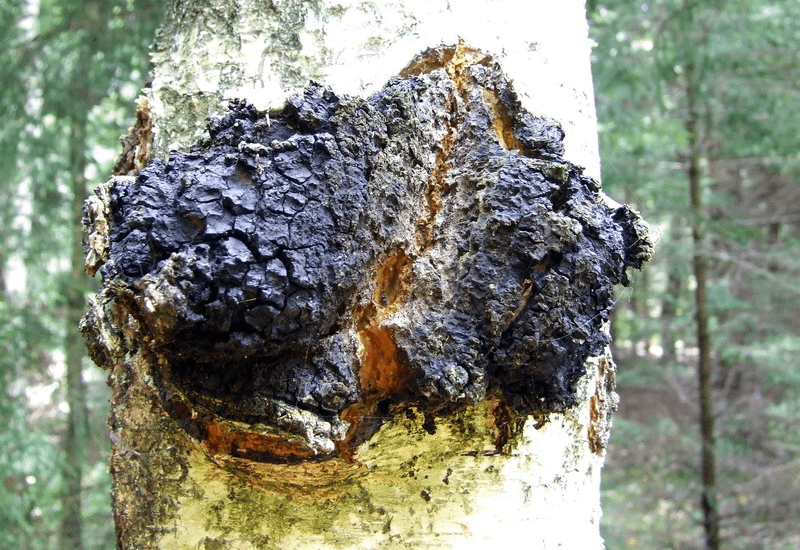 Image d'un Chaga sur un arbre