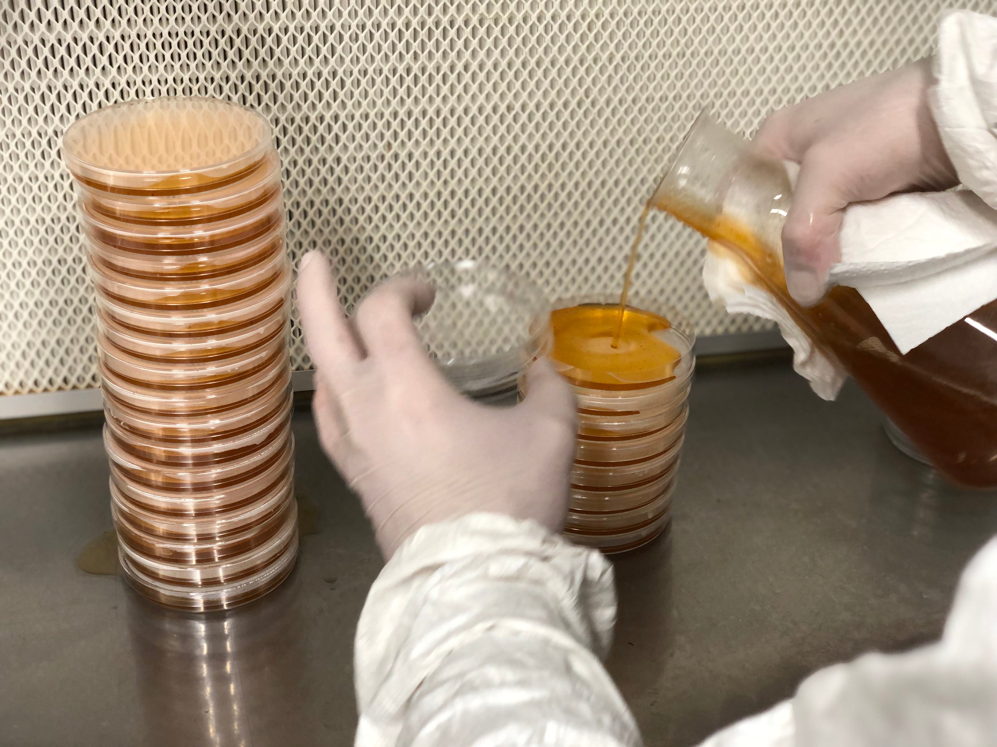 coulagede boites de pétri