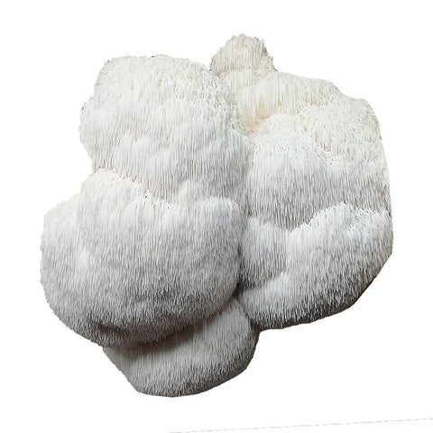 Fresh Organic Lion's Mane Mushrooms