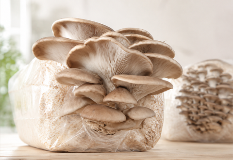 KIT Champignons DIY