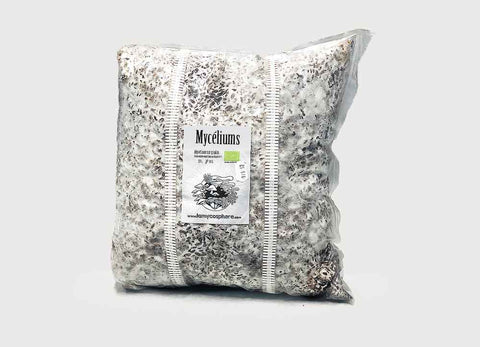 Mycéliums sur Grains Bio