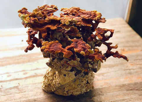 Ballot de Reishi, champignons prêts à pousser