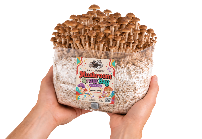 mycosphere mushroom grow bag all in one 