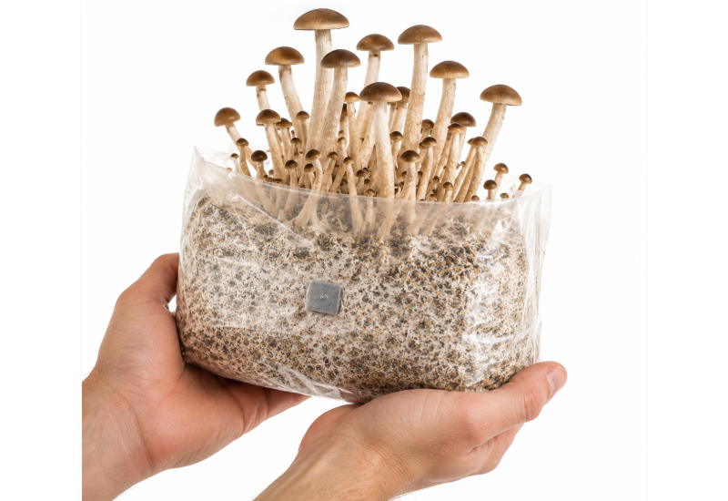 Piopino fruiting in an all-in-one grow bag
