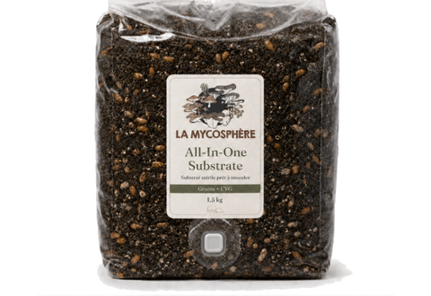 MycoBag All-in-One 1.5 kg – Ready-to-inoculate bag containing grain and CVG