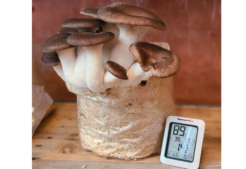 Mycelium sur grains de Black Pearl Bio