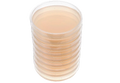 boîte de pétri