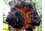 Chaga - Mycélium sur chevilles de bois BIO