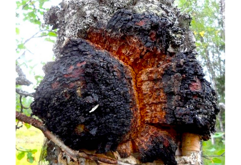 Chaga - Mycélium sur chevilles de bois BIO