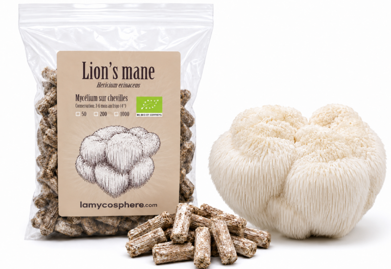 mycélium sur cheville de lion's mane pour la culture de champignons sur bûches