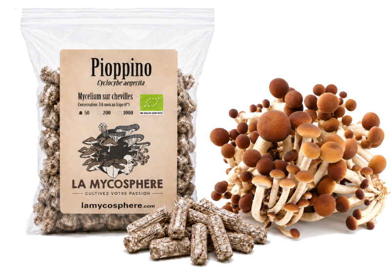 Pioppino - Mycélium sur chevilles de bois BIO
