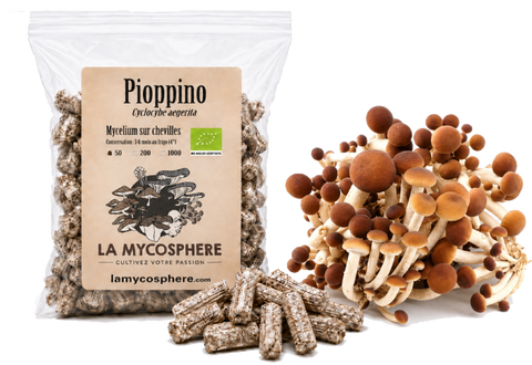 Pioppino - Mycélium sur chevilles de bois BIO
