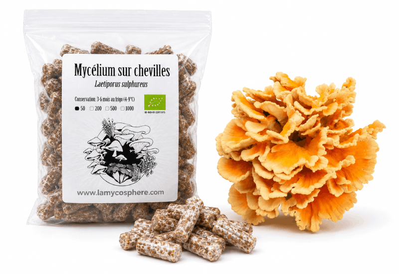 Mycélium sur chevilles pour la culture sur bûches