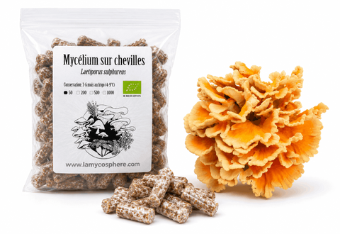 Chicken of the Woods - Mycelium on organic wood dowels