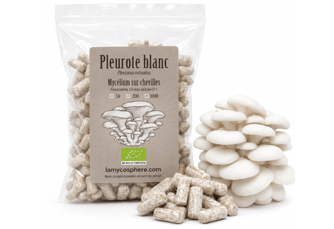 White Oyster Mushroom - Mycelium on organic wood dowels