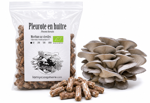 Pleurote Gris - Mycélium sur chevilles de bois BIO