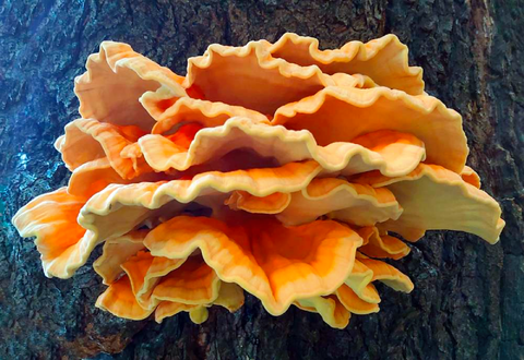 Chicken of the Woods - Mycélium sur chevilles de bois BIO