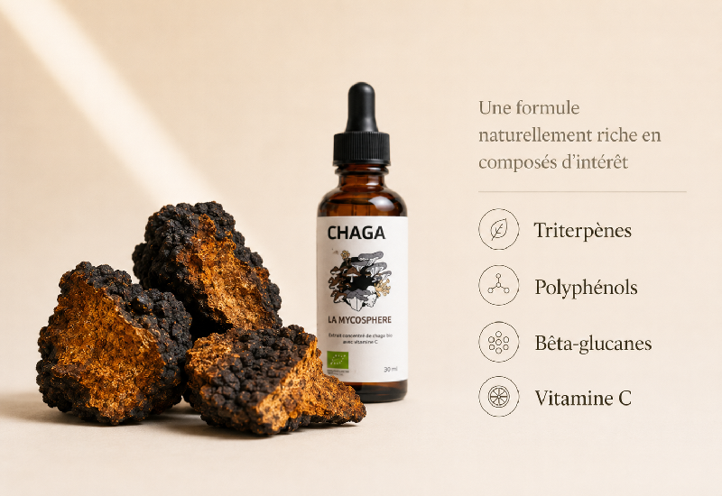 extrait chaga bio molécules d'intérêt