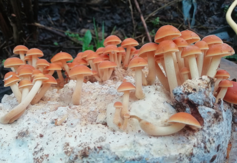 Enokis - Mycélium sur chevilles de bois BIO