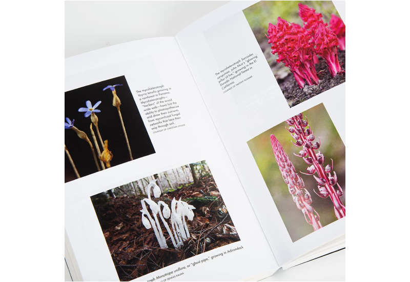 Entangled life Merlin Sheldrake 