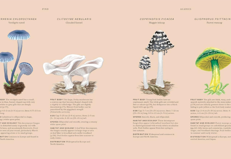 Book Fungi Boddy Lynne