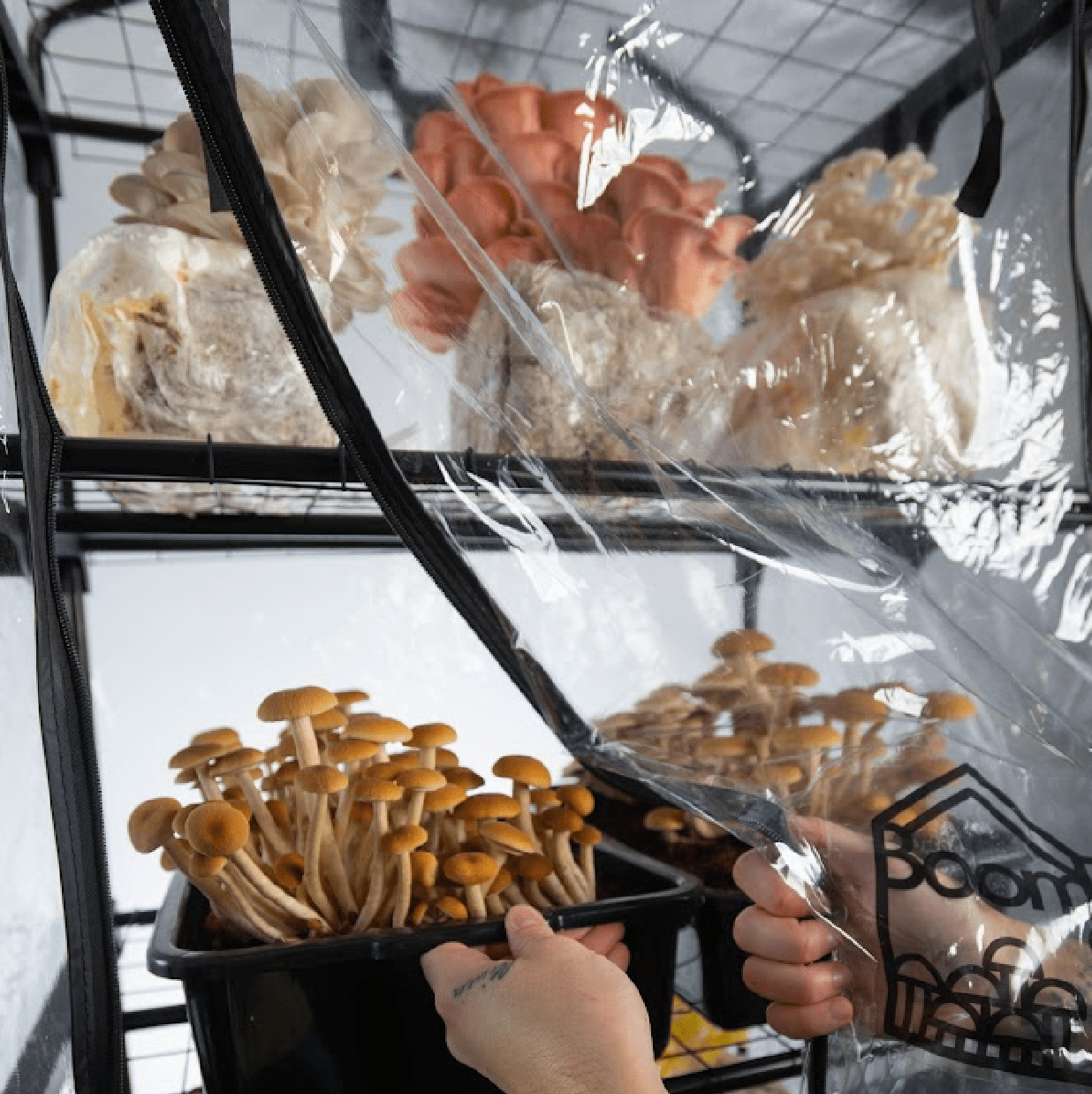 Grow Chambers 'BoomRoom II' Automated Martha Tent Mushroom Grow Kit