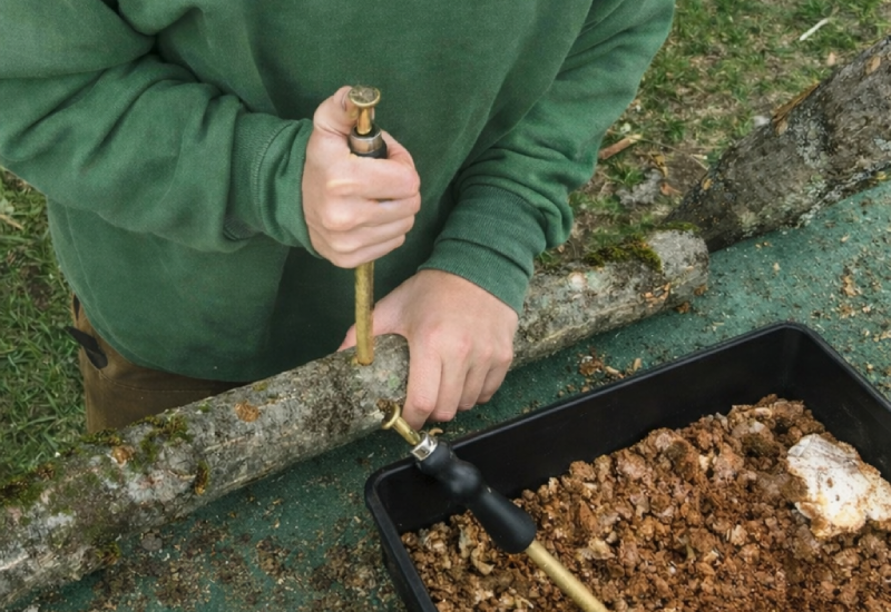 inoculation of shiitake log mushroom cultivation