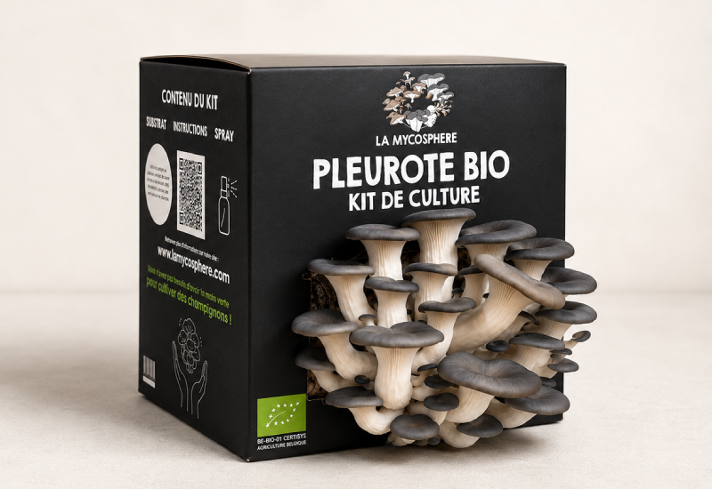 kit de pleurote bio Mycosphere en fructification