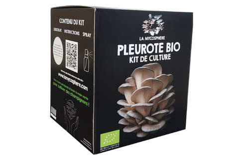 kit de pleurotes prêts à pousser