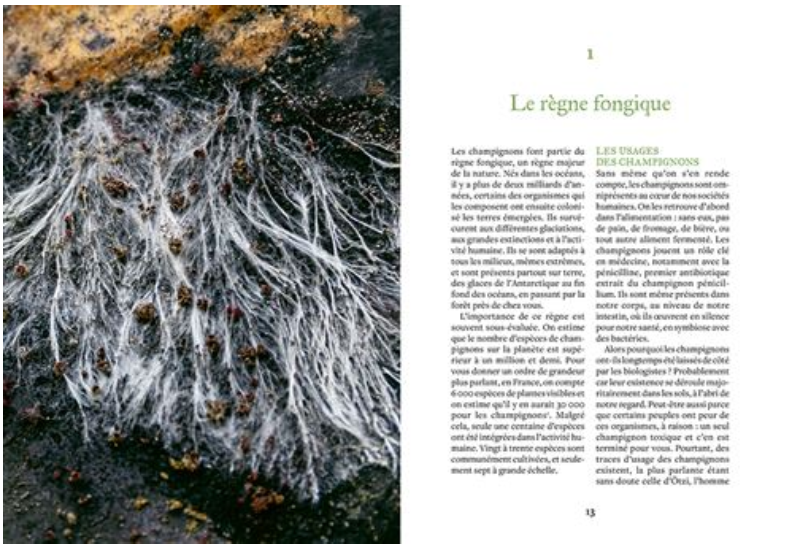 Cultiver ses champignons — En planche, en seau, sur bûche