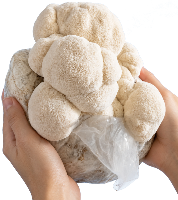 ballot de lion's mane mycosphere