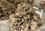 Mycéliums sur Grains Bio