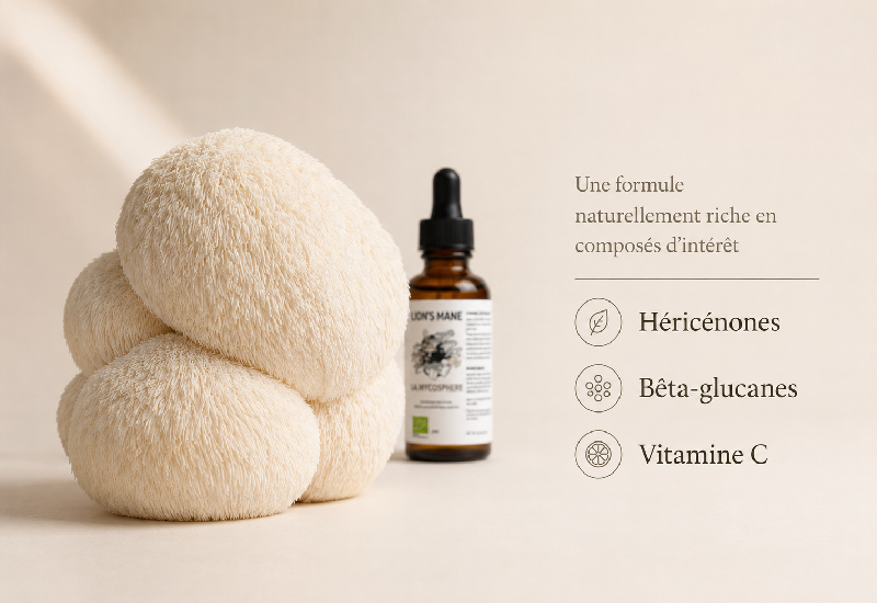 molécules d'intérêt lion's mane