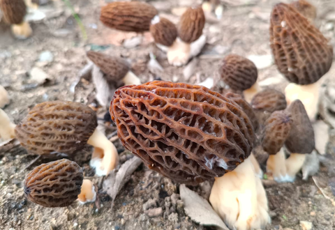 Mycelium op Biologische Morieljekorrels