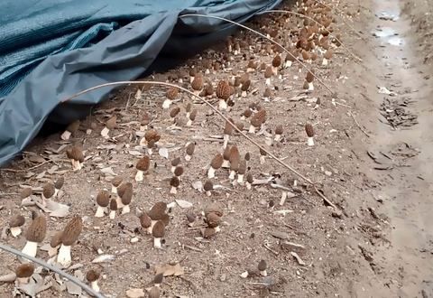 Mycelium on Organic Morel Grains