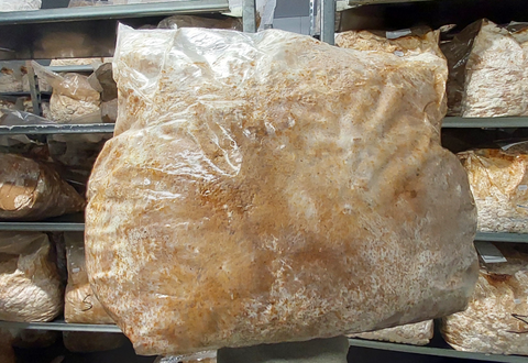 Mycelium on organic Shiitake sawdust for inoculation on logs