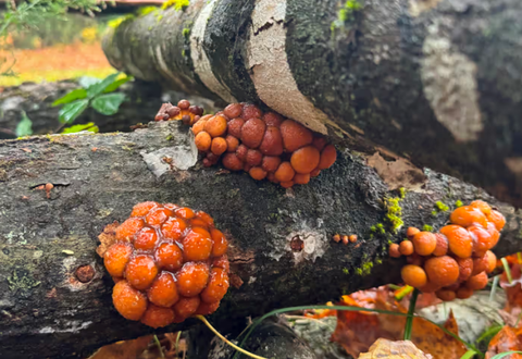 Nameko - Mycélium sur chevilles de bois BIO