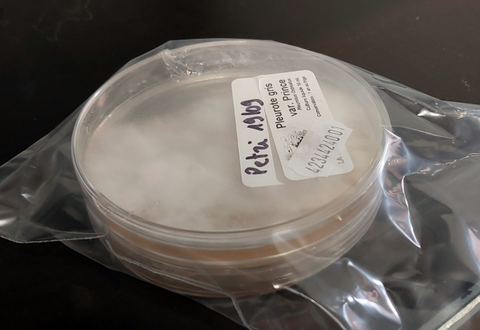 Culture-Mères Pétri G1