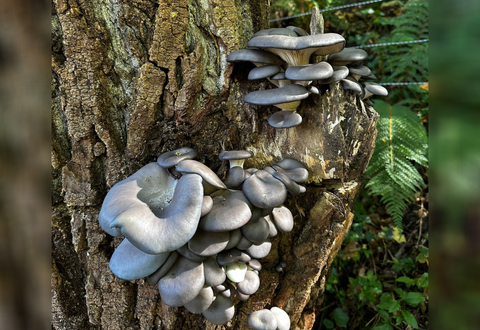 Pleurote Gris - Mycélium sur chevilles de bois BIO