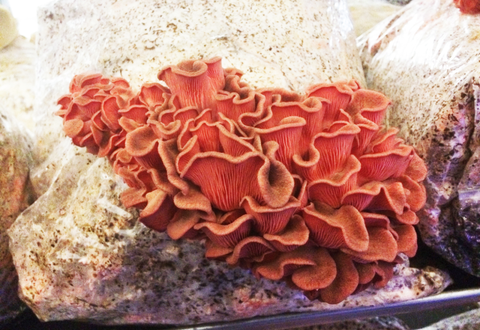 Ballot de Culture Pleurote Rose BIO