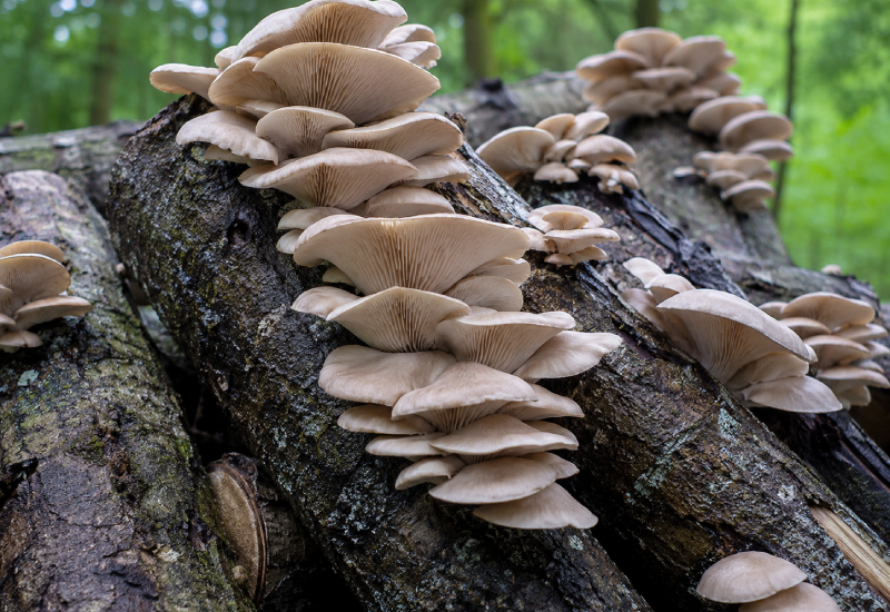 culture de pleurotus pulmonarius sur bûches